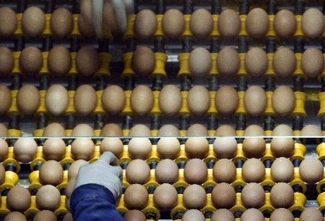 Las autoridades sanitarias estadounidenses anunciaron la retirada del mercado de 380 millones de huevos por brote de salmonela. (Foto Prensa Libre. Archivo)