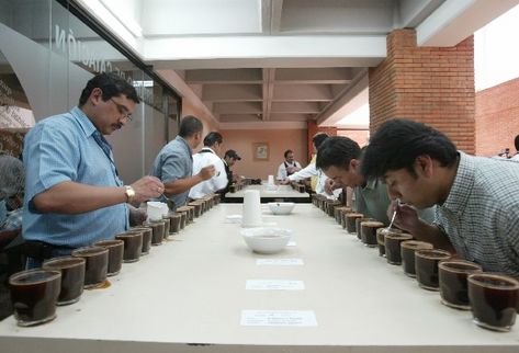 Catadores de café prueban el producto en Guatemala. (Foto Prensa Libre: Archivo)