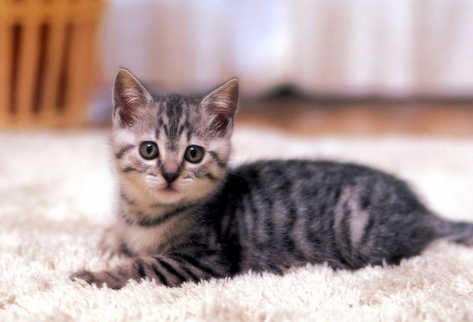 Estos animales son independientes y muy higiénicos.