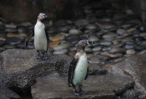 Los pingüinos serán el nuevo atractivo del zoológico. (Foto Prensa Libre: Oscar Rivas)