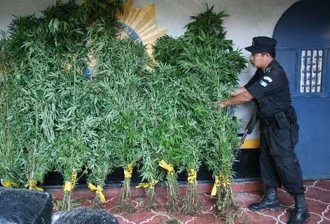 Policía muestra marihuana incautada en 2009 en Santa Cruz Verapaz, Alta Verapaz. (Foto Prensa Libre: Archivo)