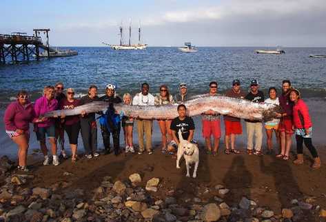Quince personas se necesitaron para llevar a la criatura marina hacia la superficie. (Foto Prensa Libre: AP)
