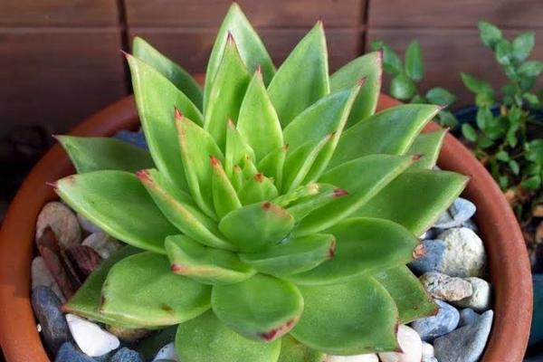 El clima del país permite el cultivo de plantas ornamentales que tienen un amplio mercado internacional (Foto. Cortesía Agexport)<br _mce_bogus="1"/>