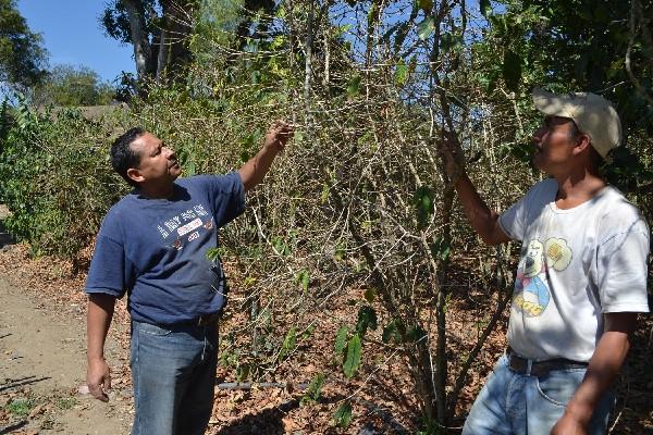 Campesinos muestran los daños que  causó la roya en su plantación de café.