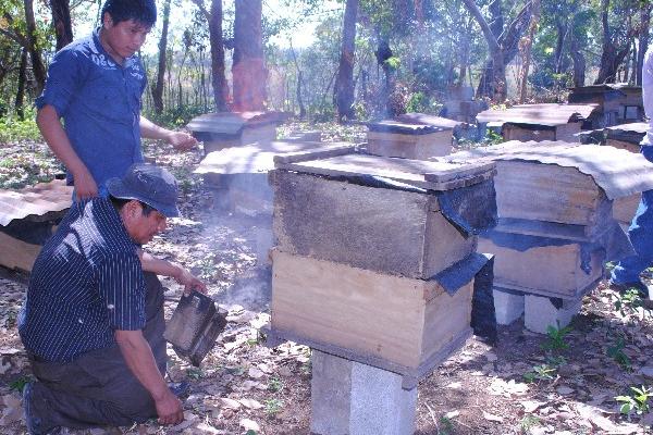 Afectados por la mortandad de abejas en el suroccidente del país piden apoyo al Gobierno.