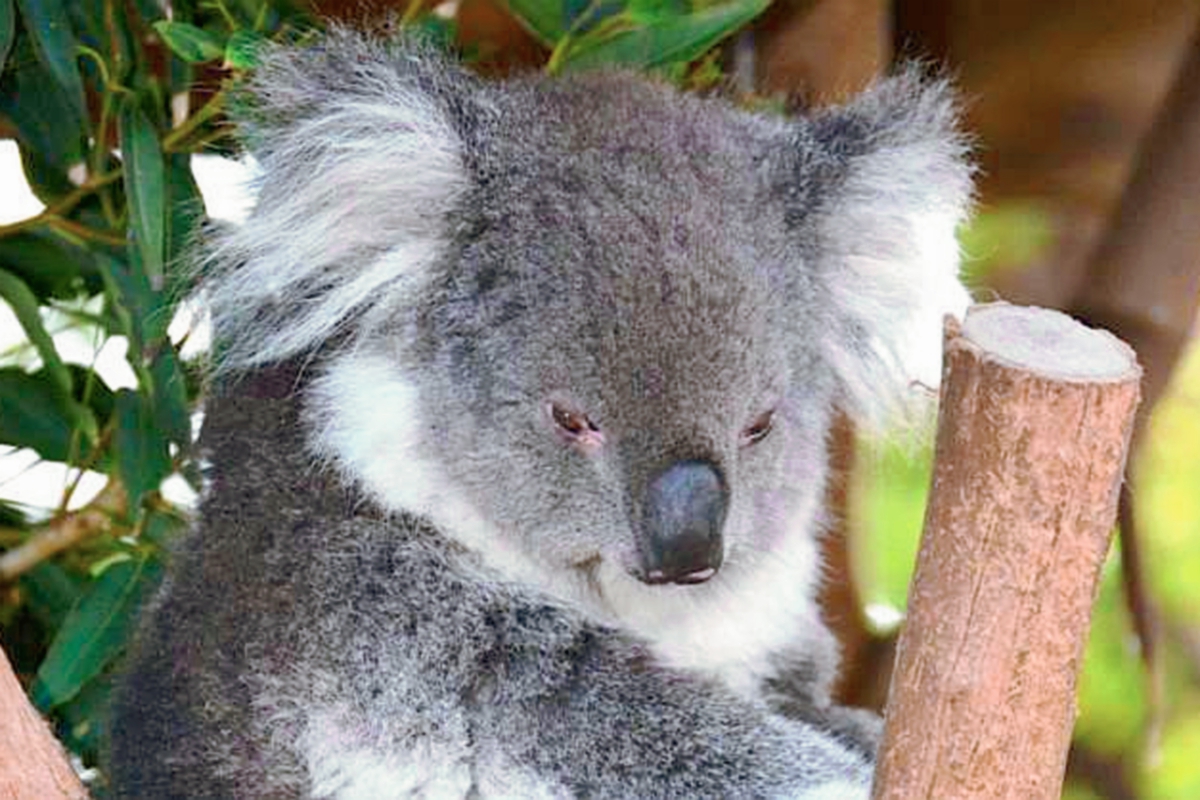 Australia sacrifica a 700 koalas por “problemas de superpoblación”