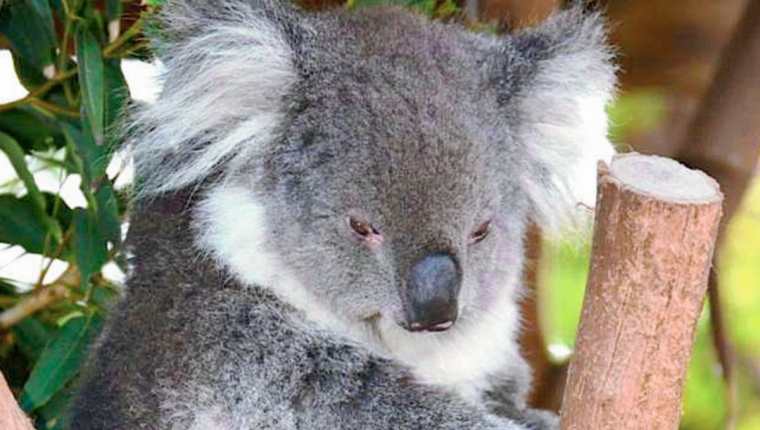 Los koalas morían de hambre. (Foto Prensa Libre: AFP)