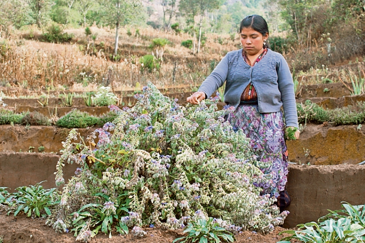 Promueven Uso De Plantas Con Propiedades Medicinales Prensa Libre