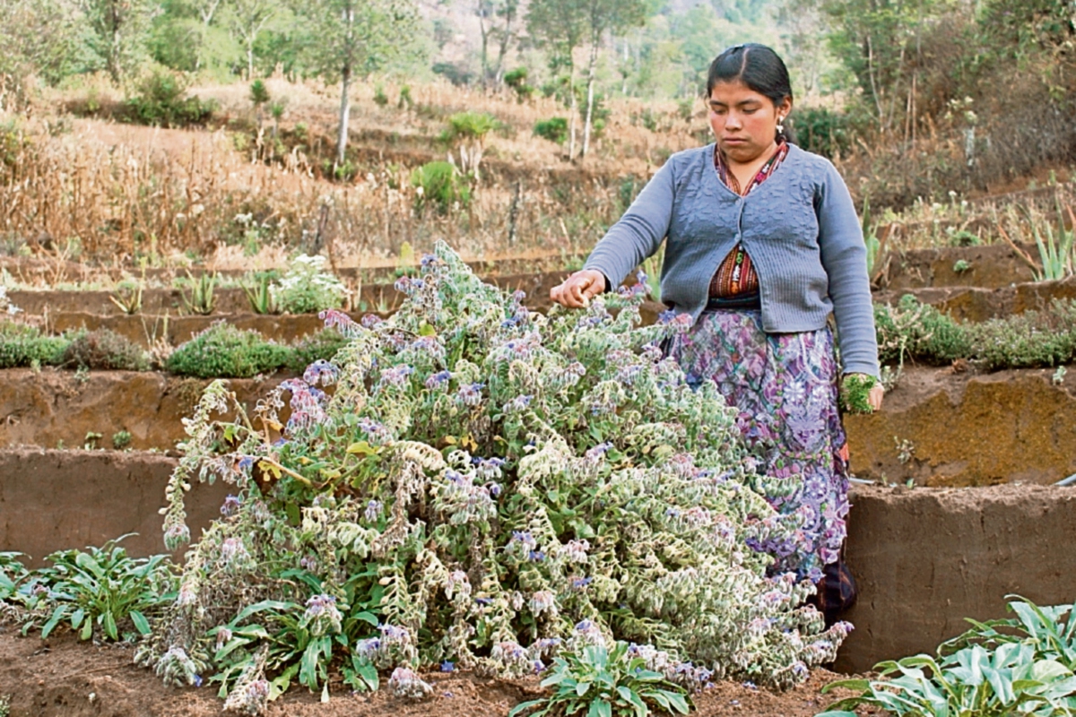 Miriam Sicajau  explica sobre el proceso de cultivo en la parcela ubicada en el caserío  Xibalbay, en la cabecera de Sololá.