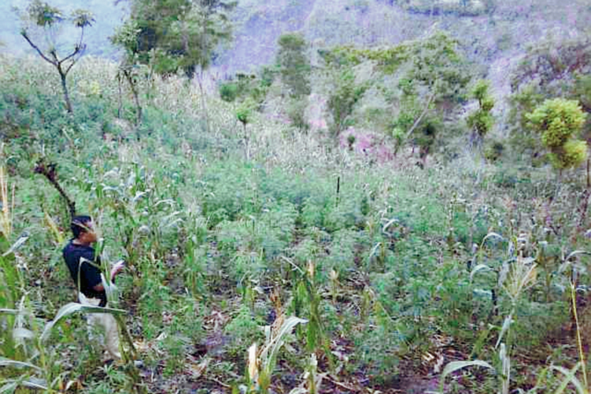 Agentes de la Deic destruyen matas de marihuana, localizadas en un terreno de Camotán, Chiquimula. (Foto Prensa Libre: Edwin Paxtor)