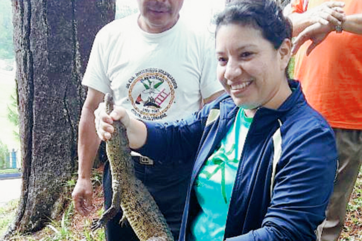 Atleta de Cobán, Alta Verapaz, sostiene en sus manos cocodrilo capturado por socorristas. (Foto Prensa Libre: Eduardo Sam Chun)