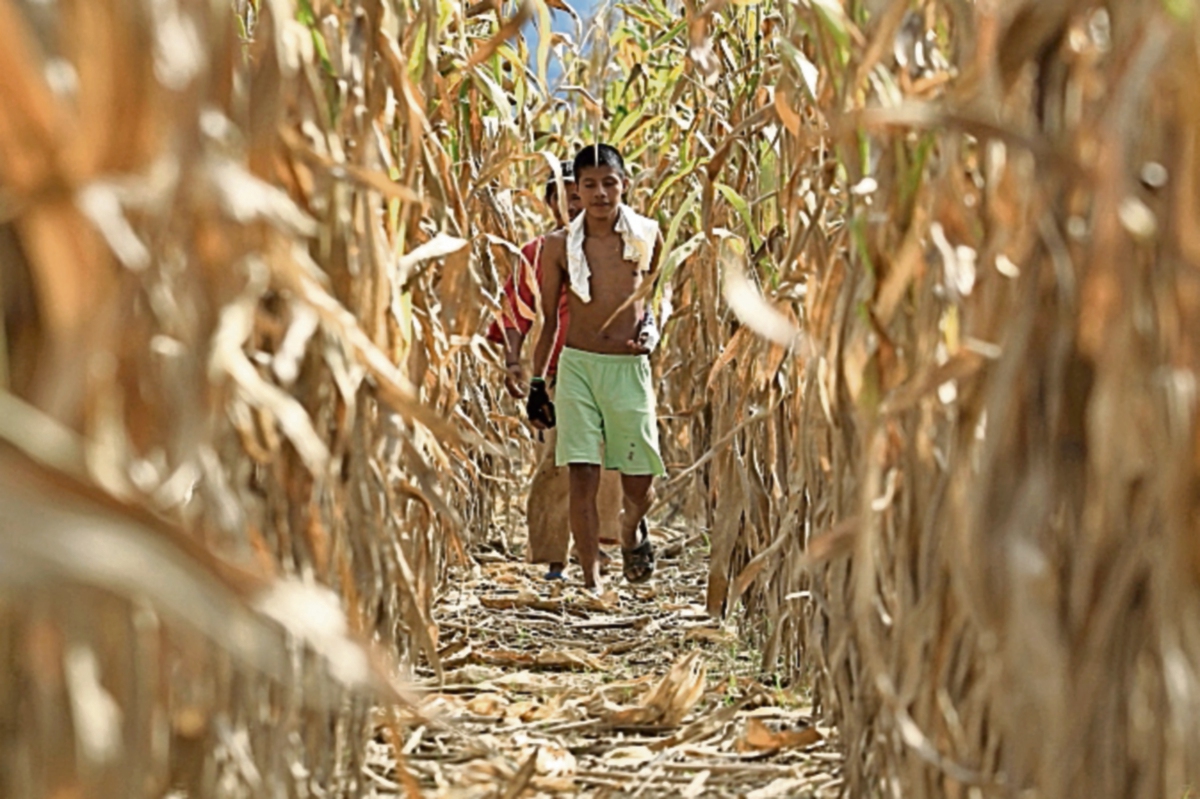 Muchos campesinos optaron por sembrar menos por temor a los efectos climáticos. (Foto: Hemeroteca PL)