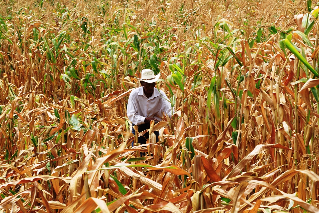Los cultivos en el área del corredor seco siguen en riesgo por la sequía.  (FOTO PRENSA LIBRE: BENILDO CONCOGUÁ))