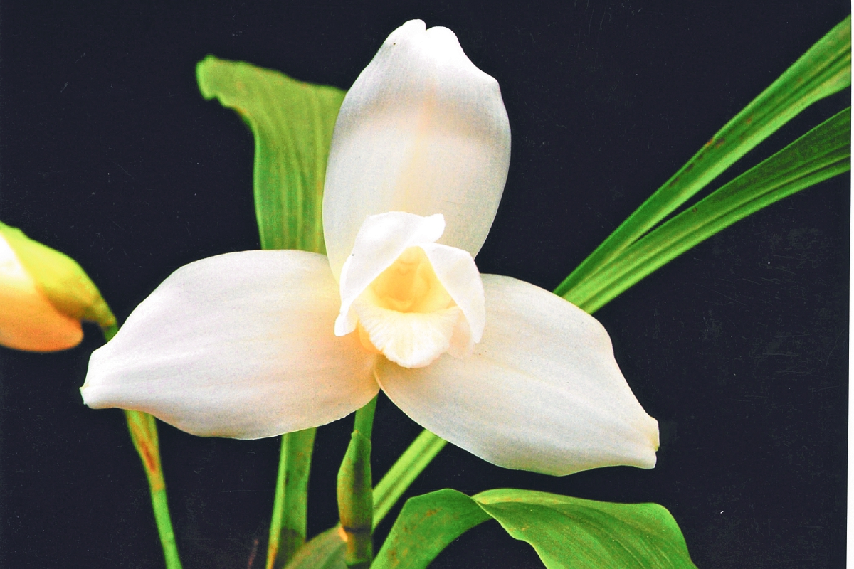 La Monja Blanca Flor Nacional de Guatemala – Prensa Libre