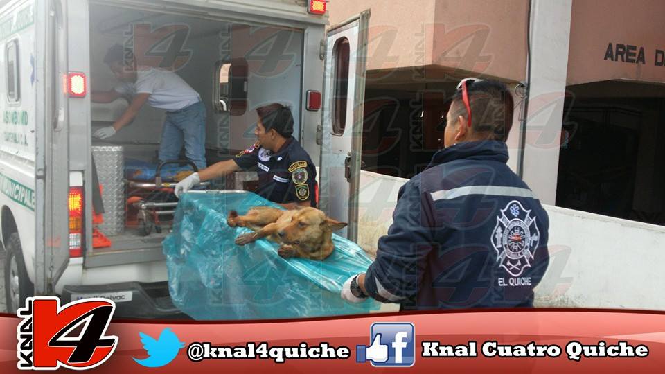 Socorristas atienden a perro agredido en Santa Cruz del Quiché (Foto Prensa Libre: Canal 4 Quiché)