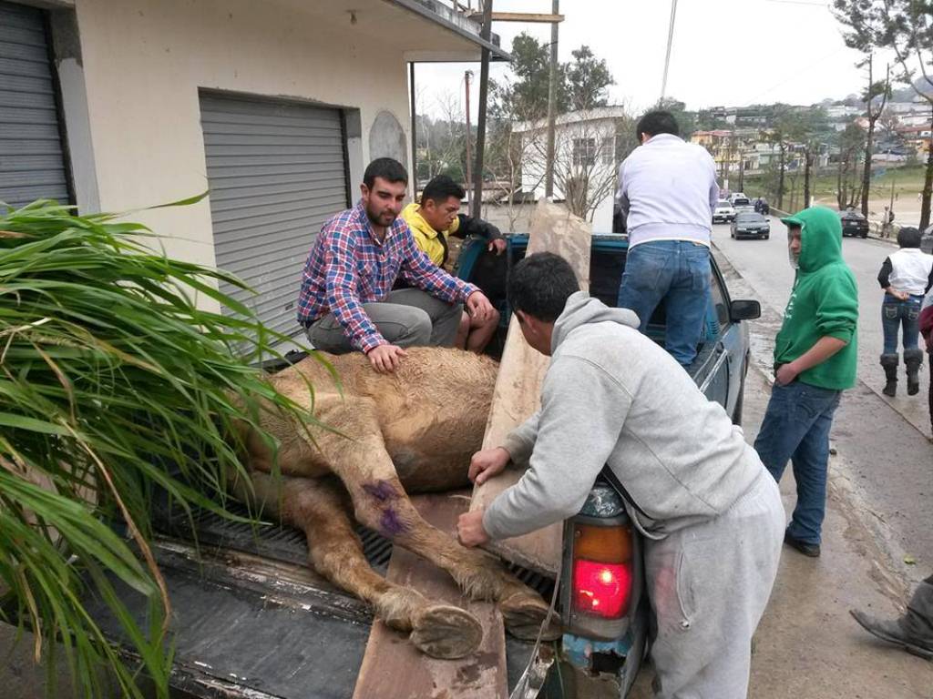 Momento en que es rescatado el caballo, en Cobán. (Foto Prensa Libre: Tomada de Facebook).