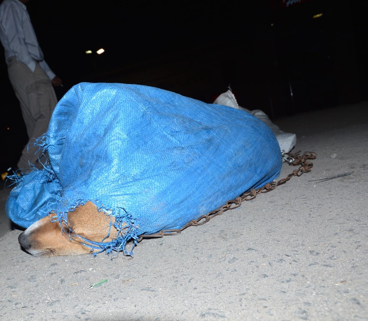 Uno de los perros amarrados que fueron localizados en la zona 3 de Xela. (Foto Prensa Libre: María José Longo)