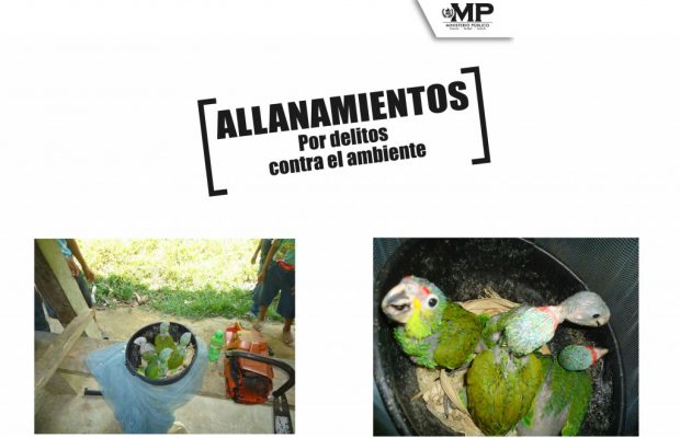 Cuatro loros reales de cabeza azul fueron recuperados en allanamiento en Lívingston, Izabal. (Foto Prensa Libre: Ministerio Público)