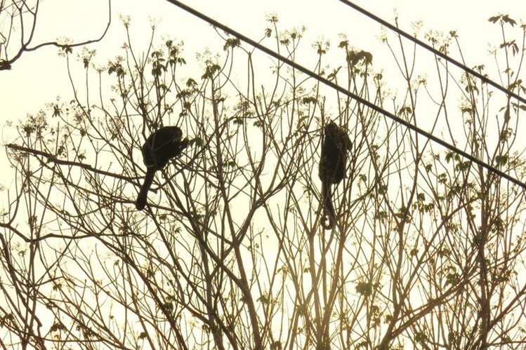 Monos aulladores huyen de incendios forestales y otras amenazas que afectan su hábitat en la selva de Petén. (Foto Prensa Libre: Rigoberto Escobar)