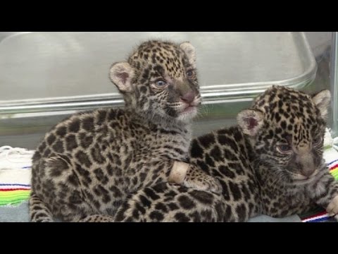 Nacen jaguares en México