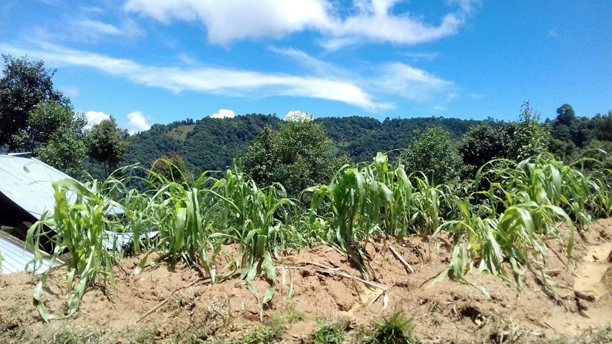 Las plantaciones que resultaron dañadas por las fuertes lluvias, viento y granizo en Santa Cruz del Quiché. (Foto Prensa Libre: Óscar Figueroa)