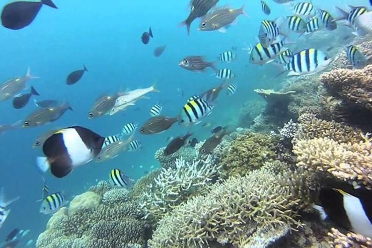 El 60 % de arrecifes de coral de Maldivas, se quedan sin color debido al cambio climático.
