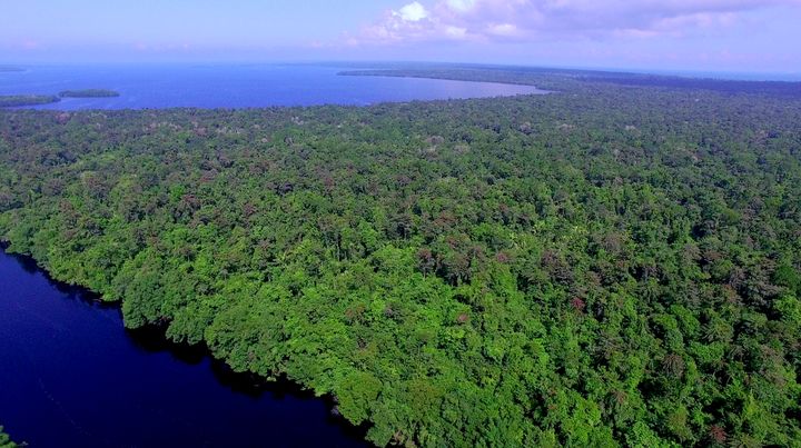 La iniciativa agrupará a los bosques ubicados en el Caribe de Guatemala. (Foto: Fundaeco).