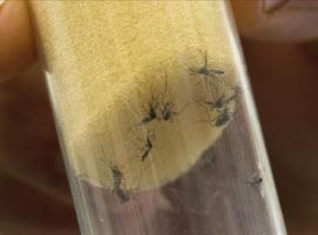 Mosquito que transmite el zika. (Foto Prensa Libre: AFP)