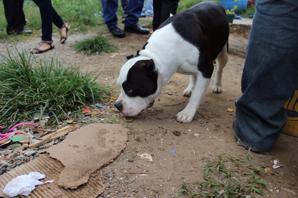La perra fue pieza clave para localizar la vivienda donde se escondía el presunto delincuente. (Foto Prensa Libre: MP)