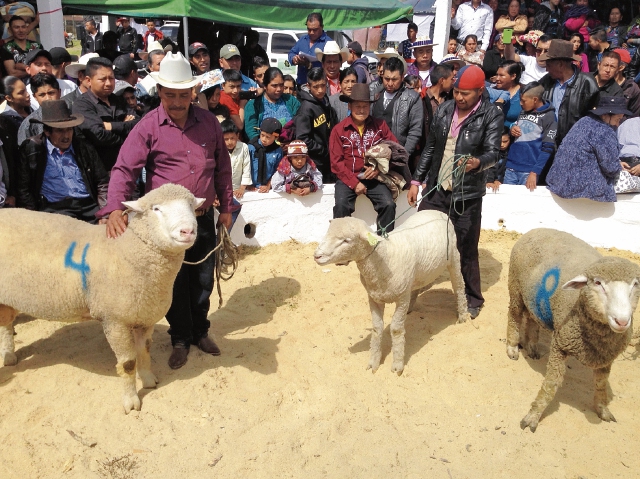 Productores exhiben sus ejemplares en la feria, esta semana, en Chiantla, Huehuetenango. (Foto Prensa Libre: Mike Castillo)