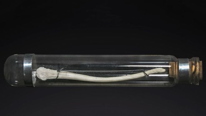 Los huesos de pene pueden ser de 5cm o del tamaño de una uña. DIDIER DESCOUENS / WIKICOMMONS
