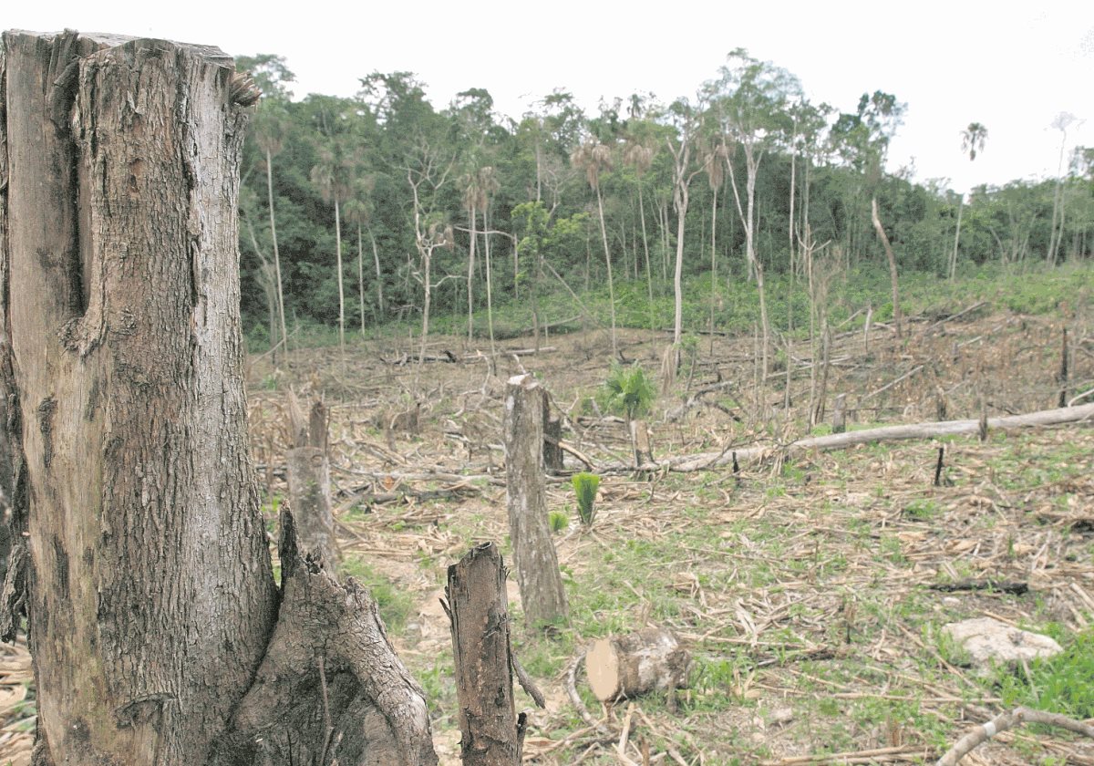 En el país hay un 34.2 por ciento de cobertura forestal y una tasa de deforestación anual de 132 mil 137 hectáreas. (Foto Prensa Libre: Hemeroteca PL)