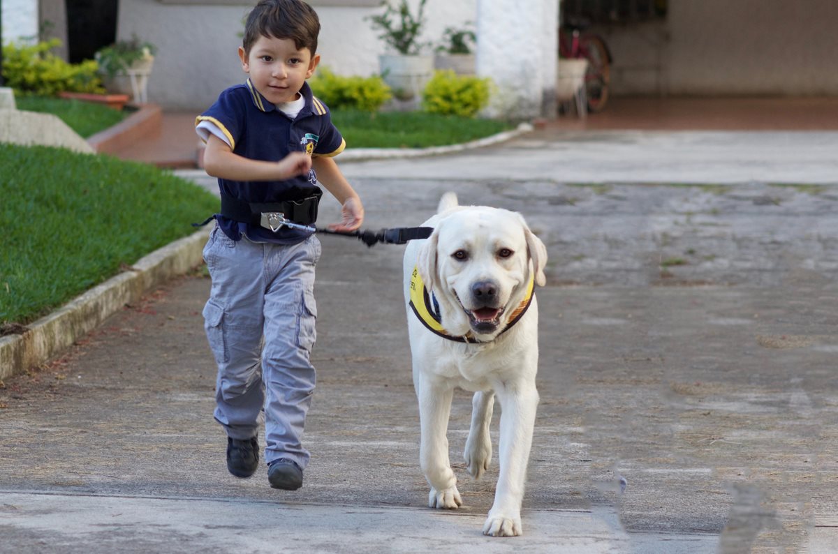 Los perros de asistencia reciben el adiestramiento necesario para ayudar a que las personas en condición de discapacidad sean más independientes. (Fotos Prensa Libre, cortesía de Fundación Waybi)