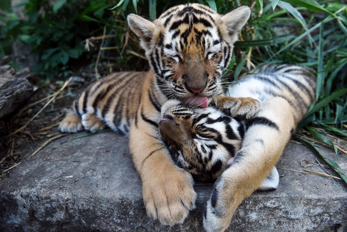 Los cachorros de tigre de bengala estan al cuidado por la Fundación de Refugio Salvaje.(AFP).