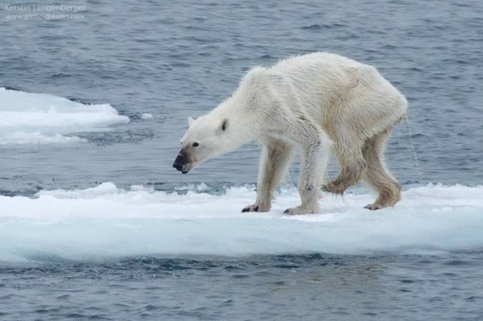 Los glaciares están desapareciendo y esto afecta a la fauna. (Foto Prensa Libre: AFP)
