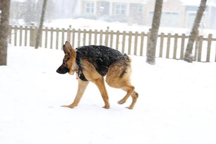 Quasimodo padece del síndrome de columna rota, y es uno de los 14 casos conocidos a escala mundial. Fue rescatado por una organización en Minnesota, EE.UU. (Foto Prensa Libre: Facebook Quasi The Great)