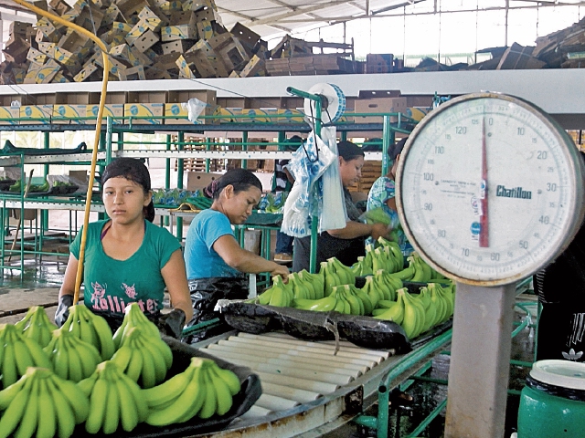 Muchos de los trabajadores se emplean en fincas productoras de México. (Foto Prensa Libre: Hemeroteca PL)