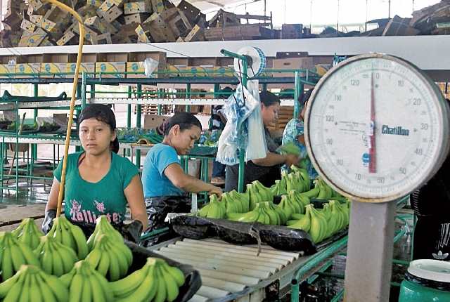 Muchos de los trabajadores se emplean en fincas productoras de México. (Foto Prensa Libre: Hemeroteca PL)
