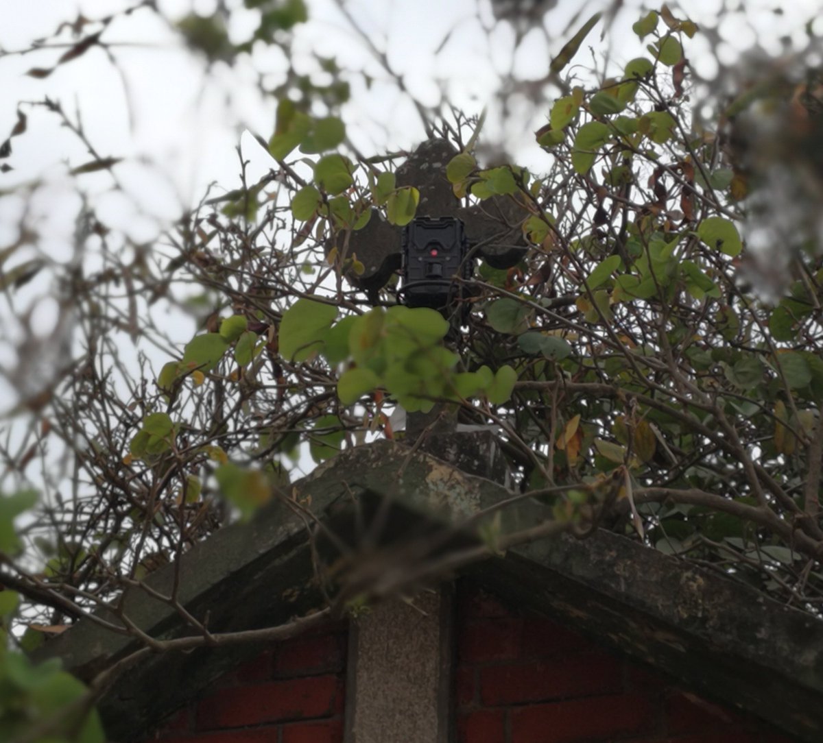 Instalan cámaras en el Cementerio General