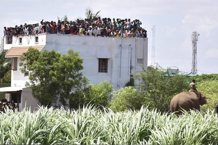 Elefante mata a cuatro y siembra el pánico en India