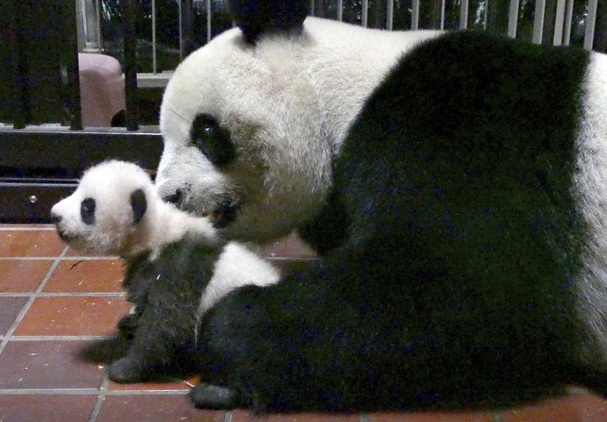 La cría hembra, que todavía no tiene nombre, crece bien y su pelo bicolor se hace cada día "más espeso y más suave", contó el director del zoo, Yutaka Fukuda, en una rueda de prensa. "Será todavía más hermosa a medida que crezca", bromeó.