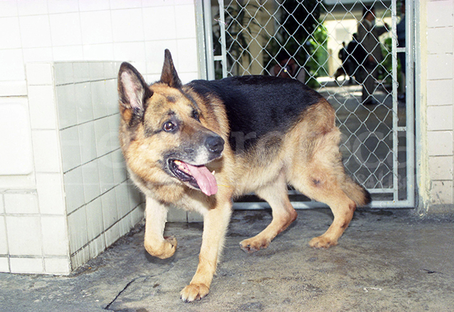 El perro Baloo hizo historia al ser acusado de la muerte de monseñor Gerardi. Foto de 1998. (Foto: Hemeroteca PL)