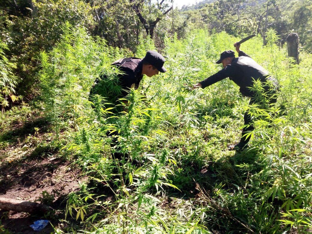 Erradican matas de marihuana