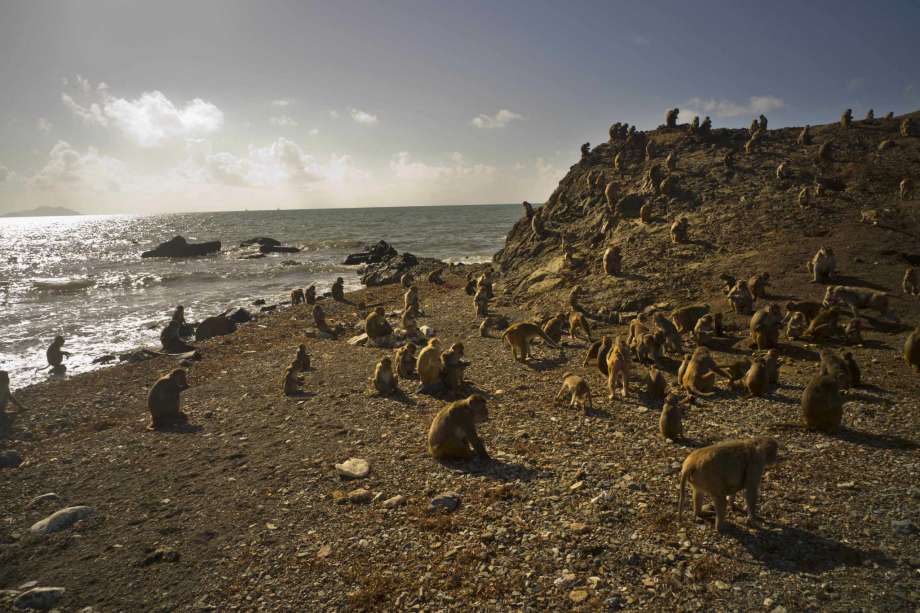 Isla de los Monos en Puerto Rico. (Foto Prensa Libre: AP)