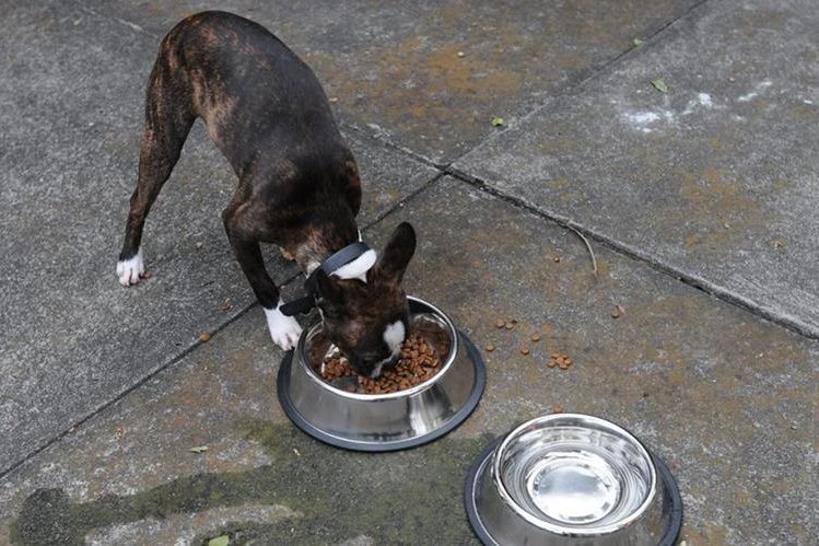 Prestar atención a la alimentación del cachorro le evitará enfermedades. (Foto Prensa Libre: Brenda Martínez)
