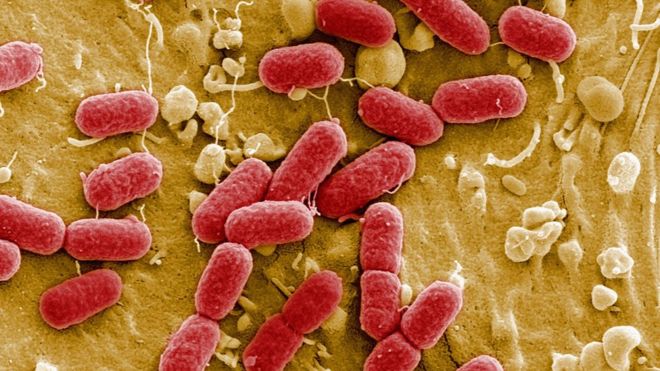 En nuestro cuerpo viven 39 billones de bacterias. (GETTY IMAGES)