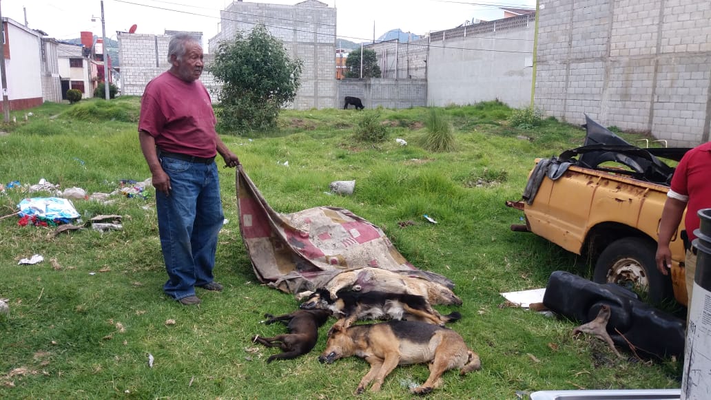 Vecinos se sorprendieron por el hallazgo de perros muertos en la colonia Vista Bella, zona 11 de Xela. (Foto Prensa Libre: Fred Rivera)