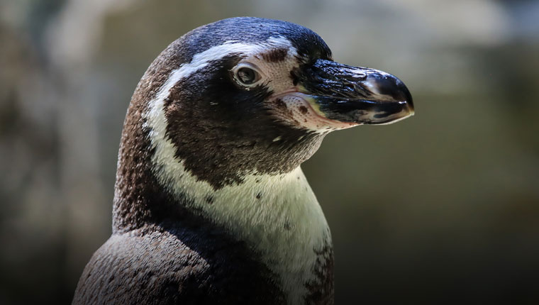 Pingüinos: aves hechas para nadar
