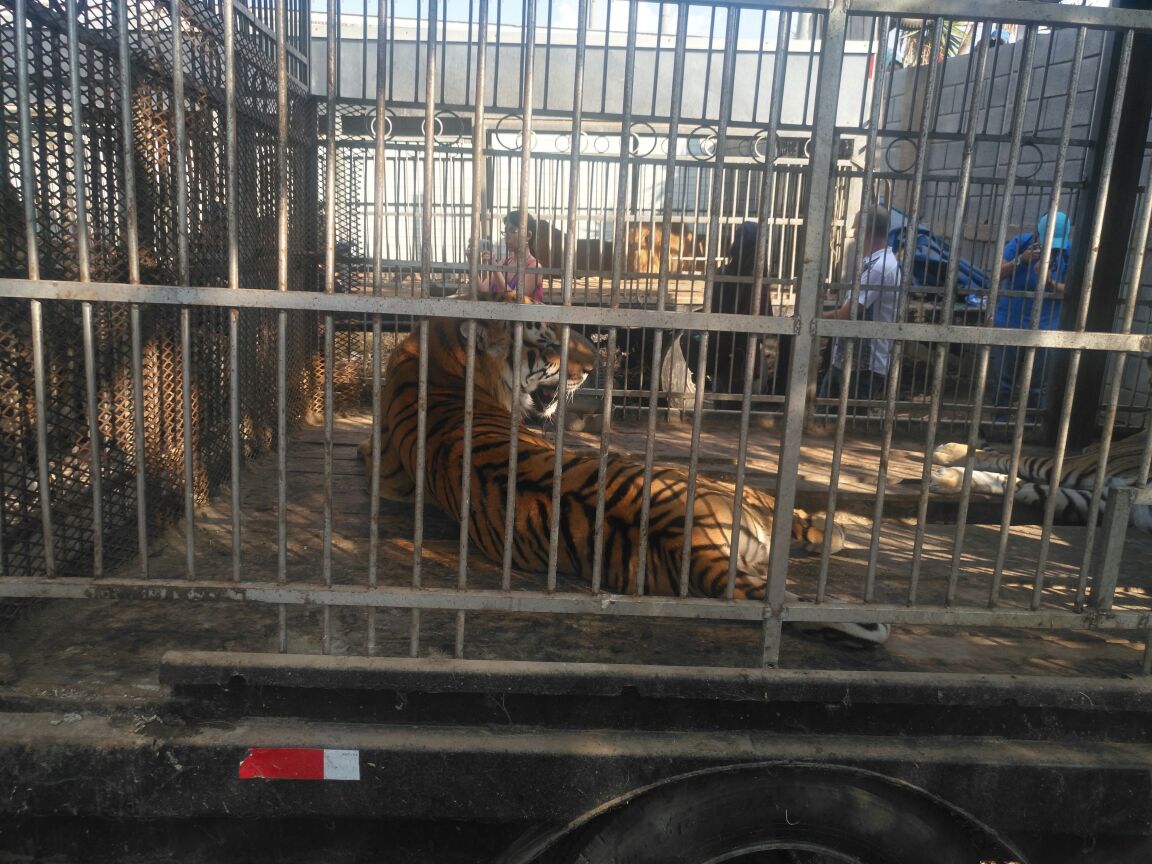 Los tigres fueron localizados en jaulas grandes y con algunas heridas. (Foto Prensa Libre: Cortesía Conap)
