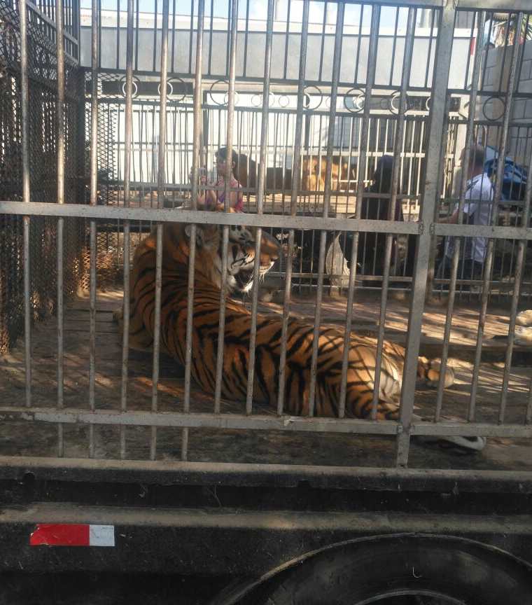 Los tigres fueron localizados en jaulas grandes y con algunas heridas. (Foto Prensa Libre: Cortesía Conap)
